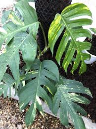 Epipremnum Pinnatum Aurea Variegatum Plant Leaves Epipremnum Pinnatum Plants
