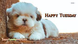 Sep 28, 2020 · the concept of working from home emerged after the advent of internet technology and the it industry. Happy Tuesday Dog Images Happytuesdayimages Com