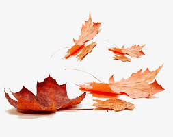 Maple Fall Leaves Maple Vector Png Transparent Clipart Image And Psd File For Free Download Leaf Clipart Islamic Art Calligraphy Flower Frame