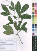 Image result for Vepris zambesiaca