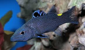 Image result for Basananthe pedata