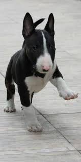 Black And White Pitbull Terrier Puppy 14 Dog Breeds Then And Now English Bull Terrier Puppy Bull Terrier Puppy Bull Terrier