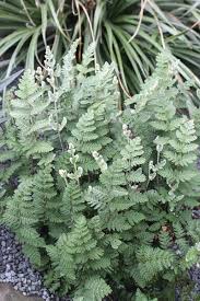 Image result for Cheilanthes