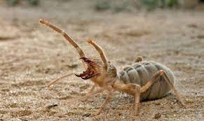 They have big powerful mouthparts and can run very fast. Camel Spider Mano Cornuto Natureismetal