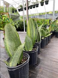Sanseveria masonia whale fin variegated 6. Sansevieria Masoniana Variegated Whale Fin Variegated Whale Fin Snake Plant Plantvine