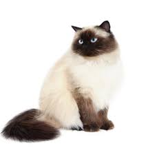 With an approximate weight of eight to 15 pounds, this cat breed originated from the crossing of the persian cat with the siamese cat. Himalayan Cats
