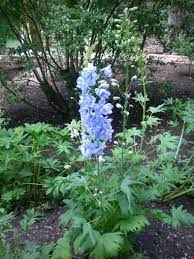 Espuela De Caballero Delphinium Para Mi Jardin