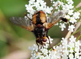 Check spelling or type a new query. Nowickia Ferox Image Biolib Cz