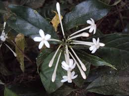 Image result for Tarenna junodii