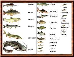 Créé par itzjojo le 29 oct. Epingle Sur Apprentissage Biologie Zoologie