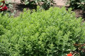 Image result for Perovskia atriplicifolia 'blue spire'