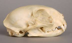 In some cases, cat tooth extraction can be prevented. The Domestic Cat Beauty In The Bones