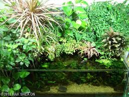 Paludarium With Little Turtle