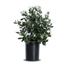 Image result for Feijoa sellowiana