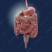 Boundaries of laparoscopic resection at cancer of colon khubezov d.a., puchkov k.v., ogoreltsev a.y. Colon Sigmoideum Keyword Search Science Photo Library