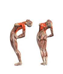 Please use a supported version for the best msn experience. Ardha Chandrasana Half Moon Pose Yoga Com Yoga Anatomy Yoga Muscles Bikram Yoga