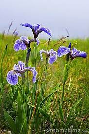 Blue Flag Iris Flowers Iris Flowers Blue Flag Iris Wild Flowers