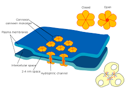 Start studying animal cell diagram. Gap Junction Wikipedia