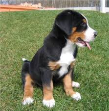 There are several theories surrounding the origin of this breed. Greater Swiss Mountain Dog Puppies Breeders Mountain Dogs Pets Entlebucher Mountain Dog Swiss Mountain Dog Puppy