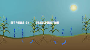 Sun and wind are the major contributors in evaporation. Gms Evaporation And Transpiration