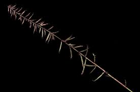 Image result for Dinebra