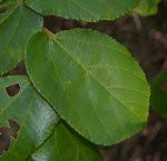 Image result for Grewia decemovulata