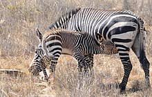 Some are rugged mountaineers, some have spots instead of stripes, and some of them bark like dogs. Zebra Wikipedia