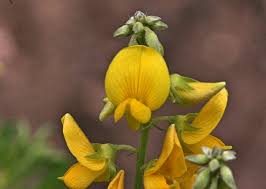 Image result for Crotalaria pudica