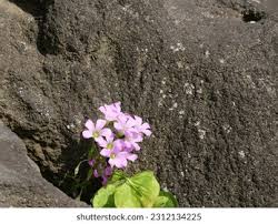 Image result for Oxalis anthelmintica