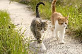Ward, jr., dvm, shares his veterinary safety tips for cat parents to keep their kitties safe in summer. Two Kittens Going For A Walk Together In The Garden Stock Photo Picture And Royalty Free Image Image 11784565