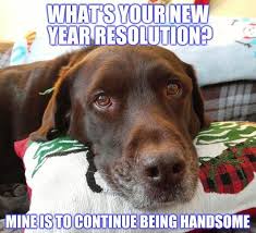 75 Funniest New Year Memes Of All Time To Make You Laugh Funny Dog Memes Funny New Years Memes Labrador Retriever Quotes