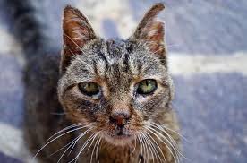Suhu badan yang tinggi memang dapat membantu kekebalan tubuhnya agar berfungsi lebih efektif, namun demam. Ciri Kucing Sakit Demam Dan Cara Mengobatinya