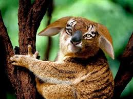 Animal Mash Ups Koala Tiger Hayvanlar