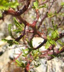 Image result for Burseraceae