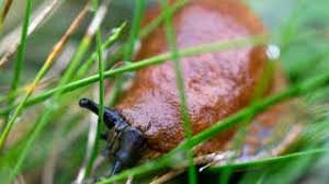 Blumen Und Garten Giessen Diese Gangigen Fehler Sollten Sie Vermeiden The Weather Channel Artikel Von The Weather Channel Weather Com