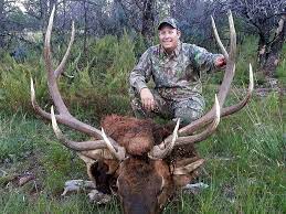 The timbers at chama offers hunters a personalized shot at bull elk of trophy proportions in the rocky mountains of northern new mexico. New Mexico Hunts Guide Service Elk Mule Deer Aoudad Turkey