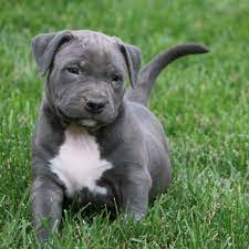Although blue nose pitbull's have blue in the name, they are really grey. 20 Interesting Facts About Blue Nose Pitbull Dog Breed American Bully Daily