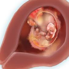 Wanita delima punya 8 manfaat bagi tubuh anda di antaranya. Manfaat Buah Delima Untuk Ibu Hamil