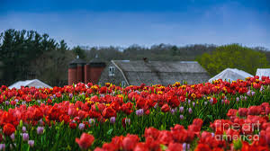 Maybe you would like to learn more about one of these? Spring In Rhode Island Photograph By New England Photography