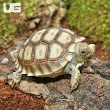 Image result for Grewia sulcata