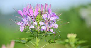 How To Grow Cleome Spiderflower Gardener S Path