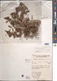 Image result for Zaleya