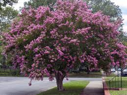 Fungal leaf spot, powdery mildew. Everything You Need To Know About Twilight Crape Myrtle Trees This Old House