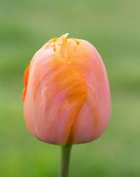 Tulpe Dordogne Tulpen Tulpen Garten Pflanzen