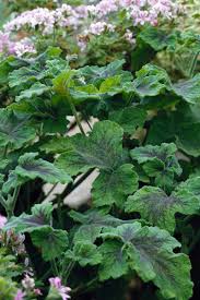 Image result for Pelargonium domesticum round-leaved bushy