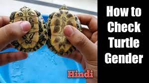 How To Identify Male Or Female Baby Turtle | Flora And Fauna - Youtube