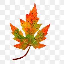 Autumn And Winter Maple Leaves Hand Drawn Plant Simple Autumn And Winter Maple Leaf Autumn Leaves Png Transparent Clipart Image And Psd File For Free Downloa In 2020 How To Draw