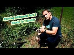 Planting Milkweed Part 3 Ready To Transfer Help The Monarch Butterfly Monarch Butterfly Plants Butterfly
