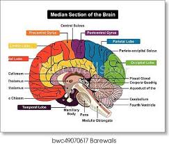 Median Section Of Human Brain Diagram Human Brain Anatomy Human Brain Diagram Brain Diagram