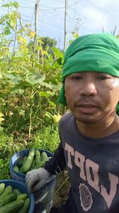 Update sa ating pipino 9 days old. #highlightseveryonefollowers #cucumber  #viralpost2025シ